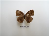 藏品(眉眼蝶)的圖片